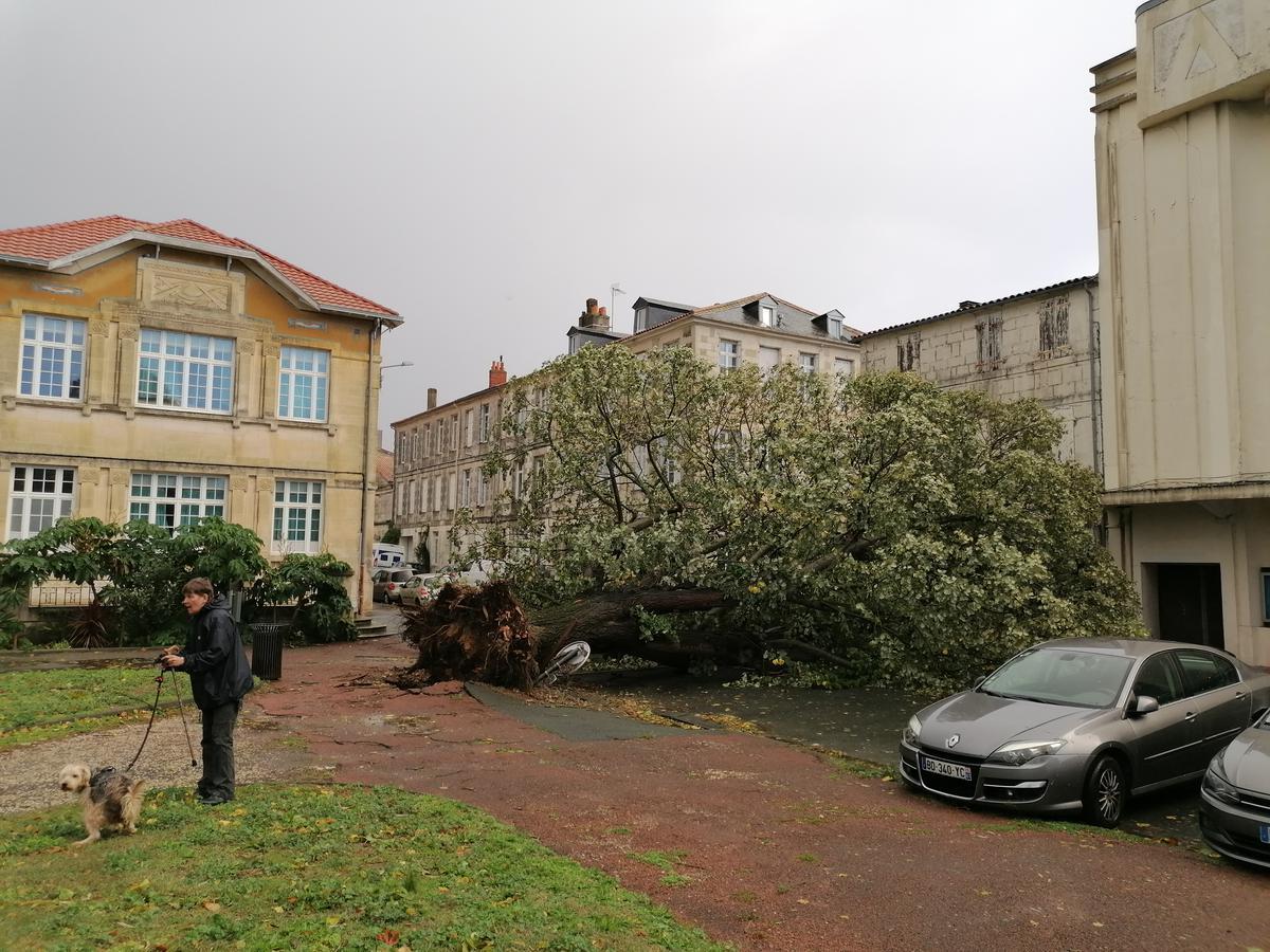 Storm Domingos downed 74 trees throughout Rochefort on November 4, 2023.