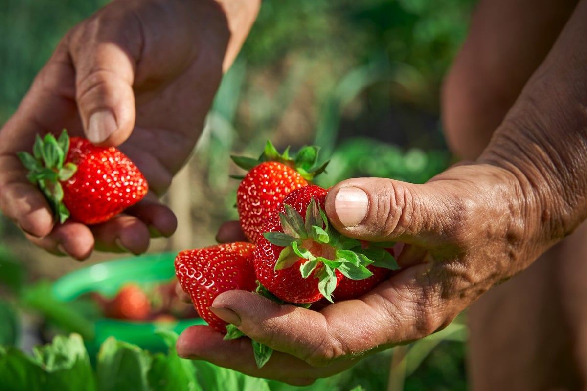 here is the list of Spanish fruits and vegetables that you should not buy (strawberries are one of them)