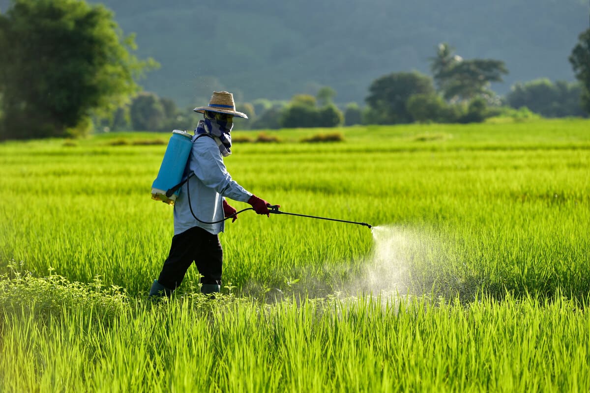 here is the most contaminated rice to avoid absolutely, according to 60 million consumers